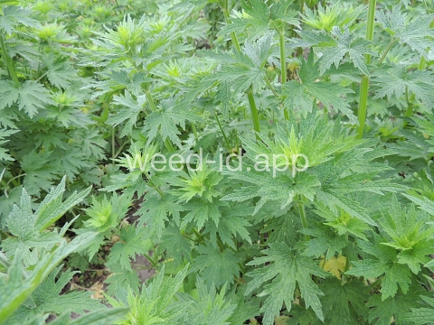 motherwort